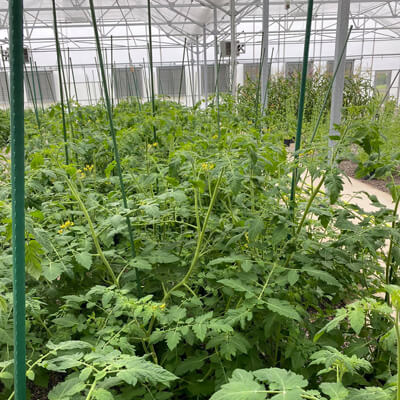 A wide row of tomato plants stretches across a greenhouse. Across a path, another row of plants can be seen