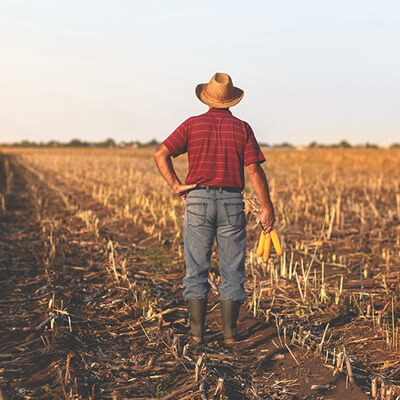 Photo of a man in a harvested corn field representing the study group of this research.